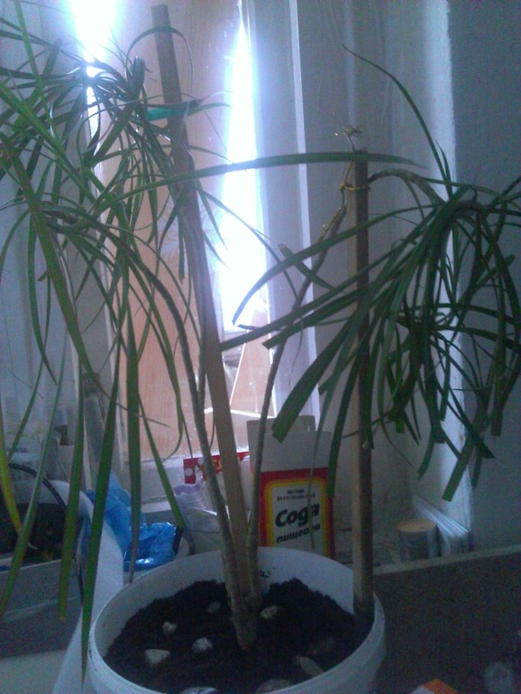 Как правильно рассадить драцену?