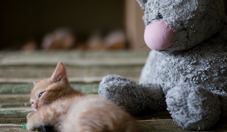 Cody cat блокбастер