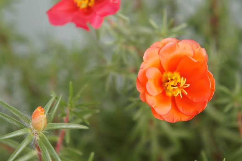 Буйство красок