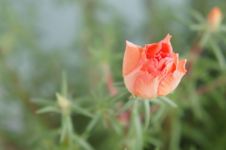 Буйство красок