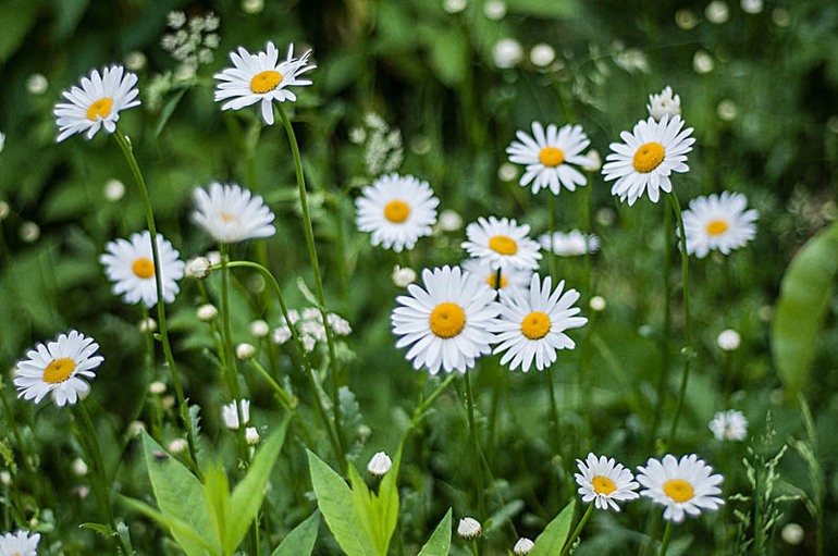 цветение в конце мая
