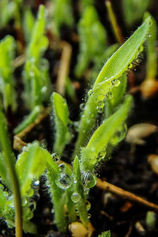 снова мои цветнички и моя природа на даче!