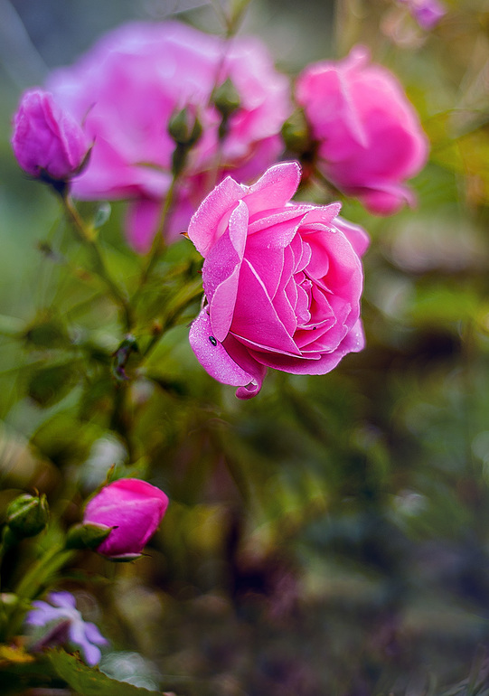 и я продолжу тему цветов!