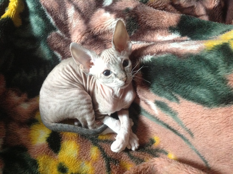 Дончаночки