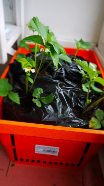 А на моем балконе такое вот...