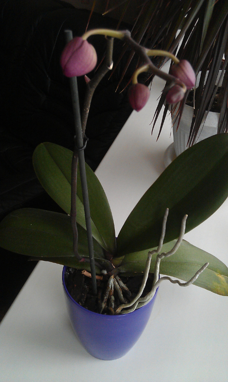 Орхидея болеет!