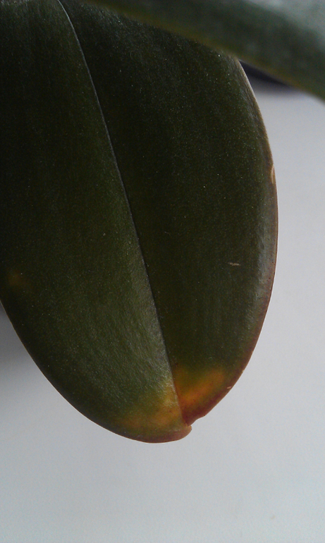 Орхидея болеет!