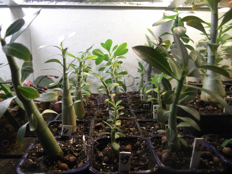 Продаются сеянцы адениума - 150 руб.