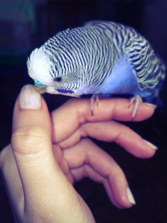 Привет всем !!Знакомтесь  Петушок ))