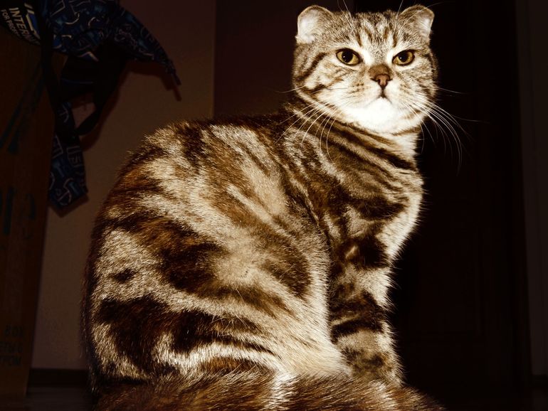 Вопрос к заводчикам кошек.