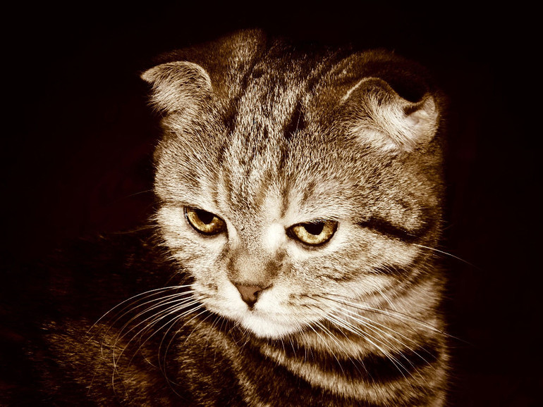 Вопрос к заводчикам кошек.