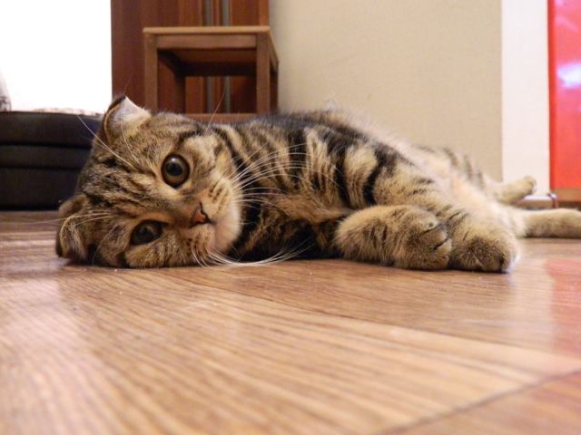 Вопрос к заводчикам кошек.