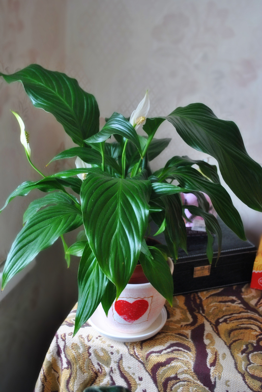 Мой цветочный рай!