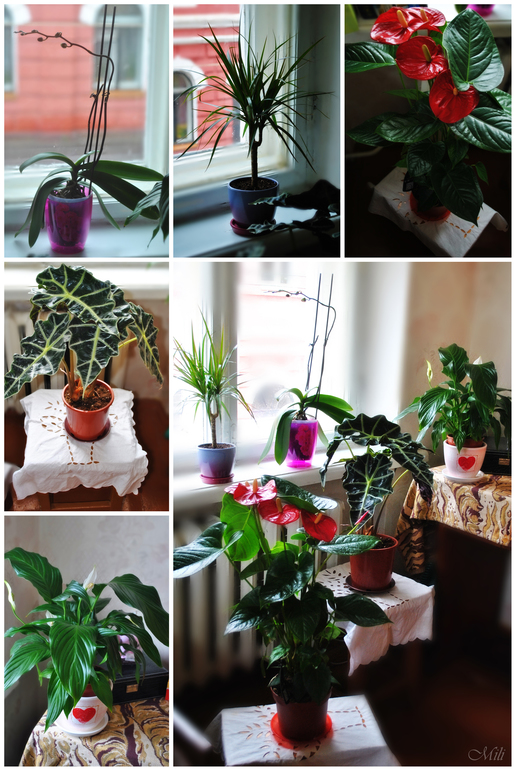 Мой цветочный рай!