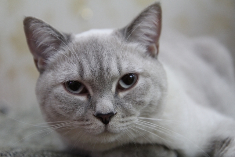 Кошатина....