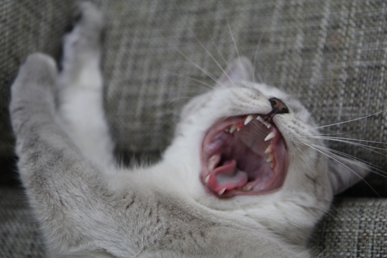 Кошатина....
