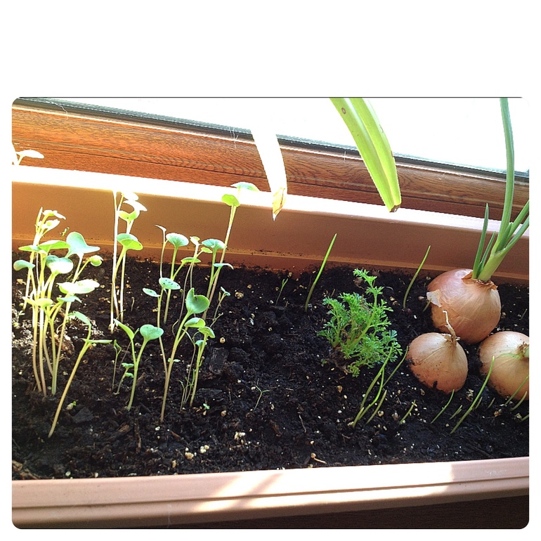 Огород на подоконнике :-)))