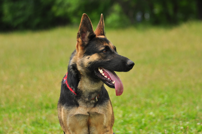 продается щенок рабочей немецкой овчарки