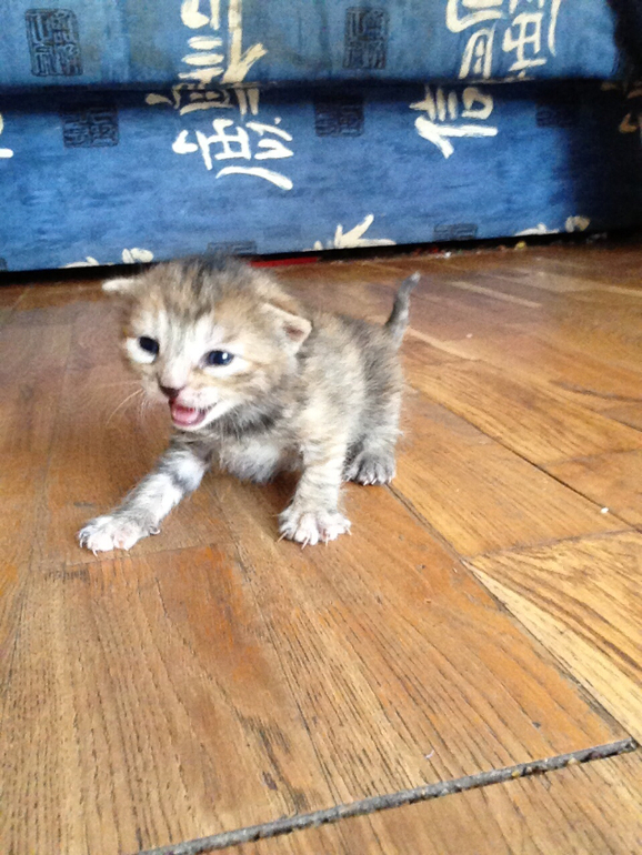 Отдам котеночка