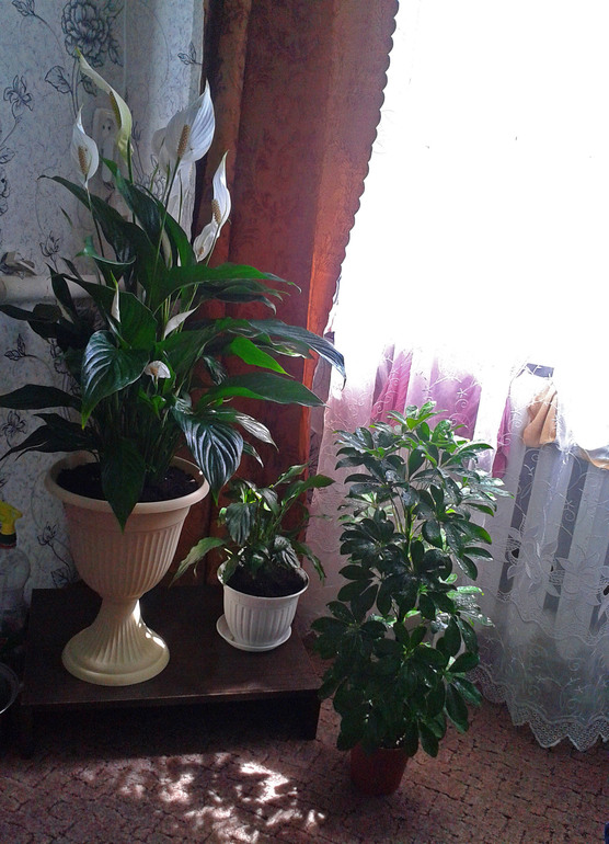 Спатифиллум...