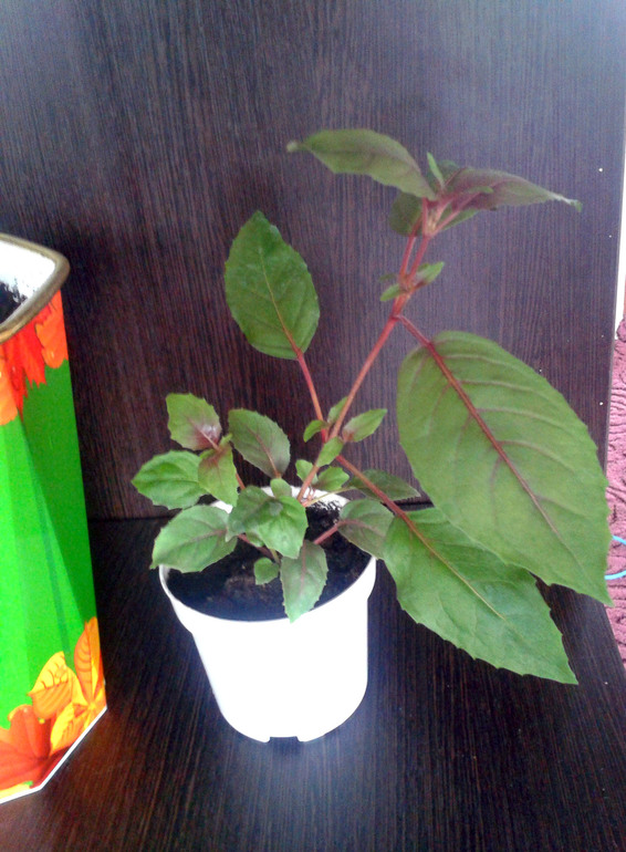 Фуксия в цвету))