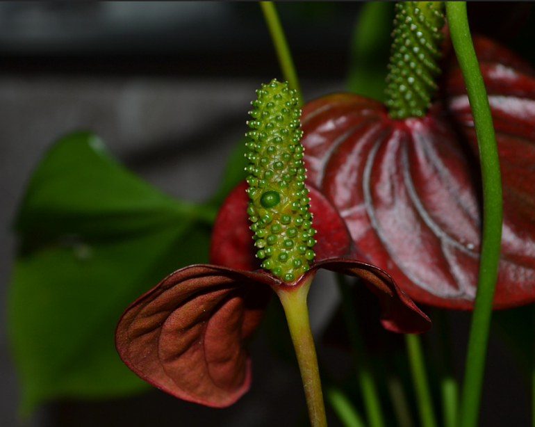 Мои цветочки и вопросы к ним)