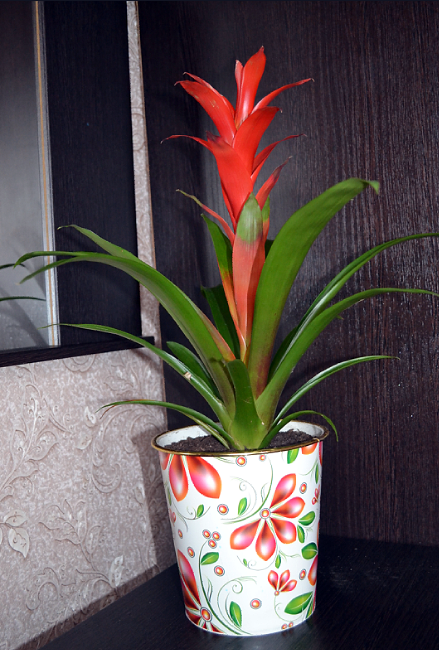 Мои цветочки и вопросы к ним)