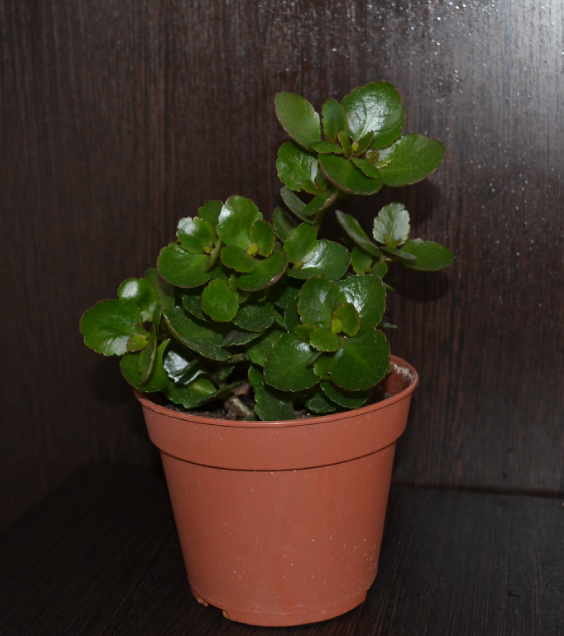 Мои цветочки и вопросы к ним)