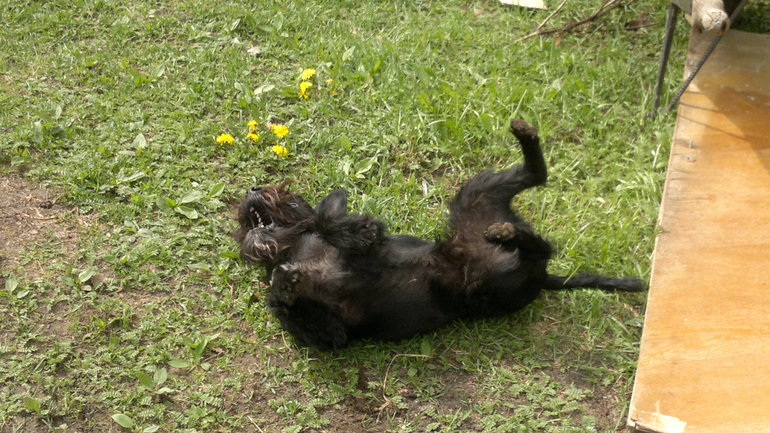 Наслаждаются весной