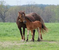 Ббешечкам девам))