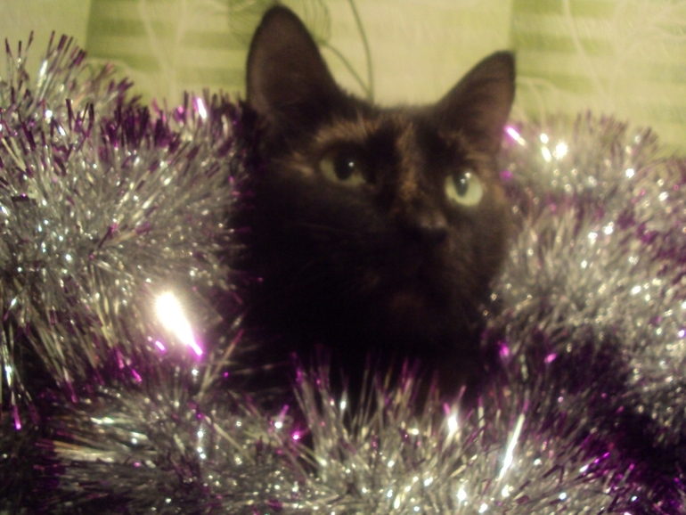 Новогодние котэ
