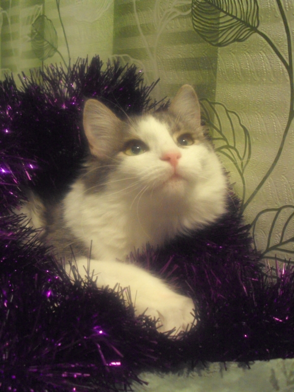 Новогодние котэ