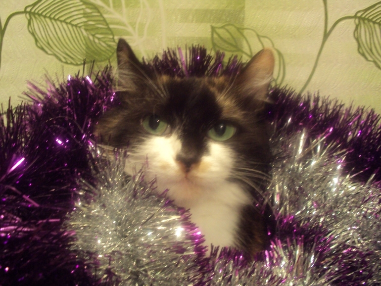 Новогодние котэ