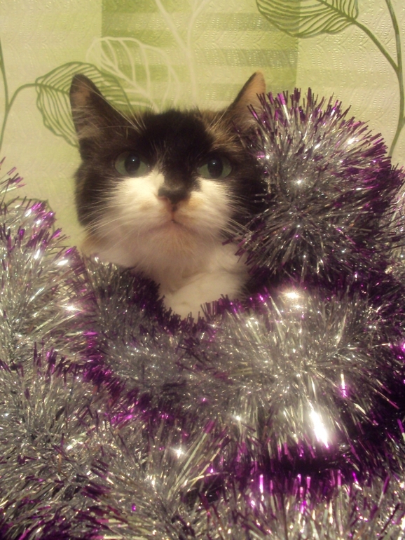 Новогодние котэ