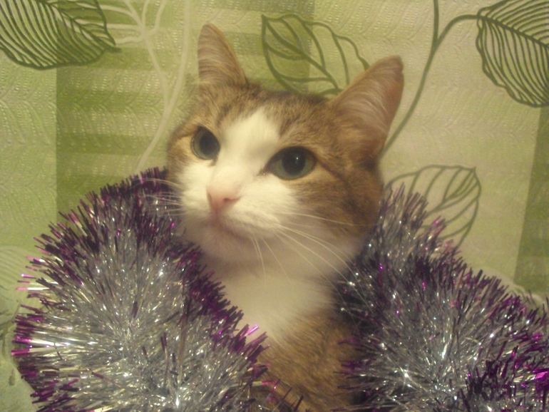 Новогодние котэ