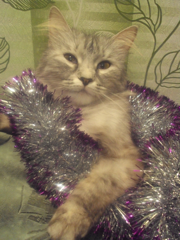 Новогодние котэ