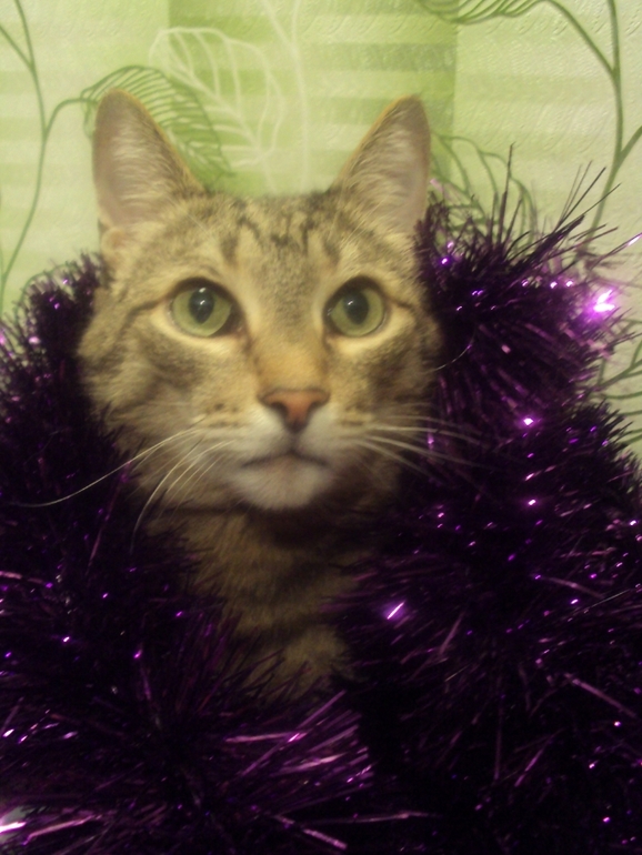 Новогодние котэ