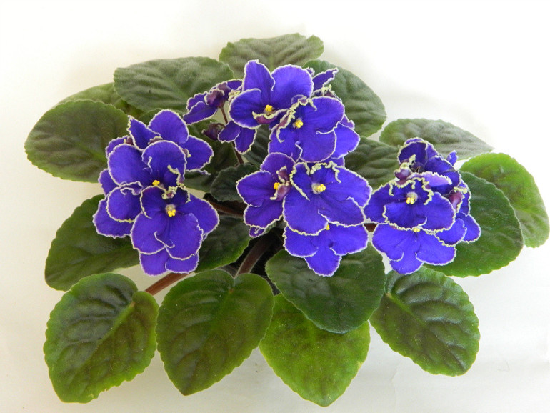 Продаю деток сортовых фиалок