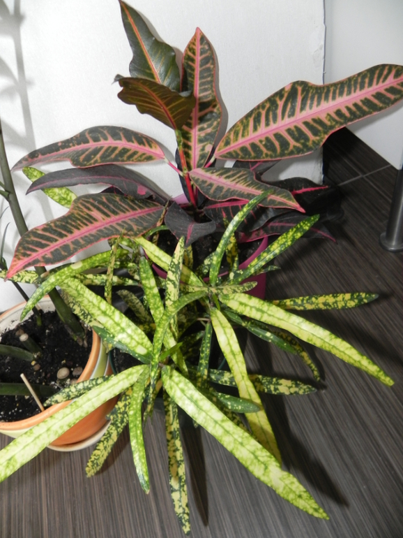 Мои новиночки