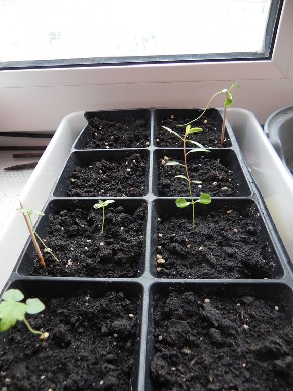 Мои новиночки