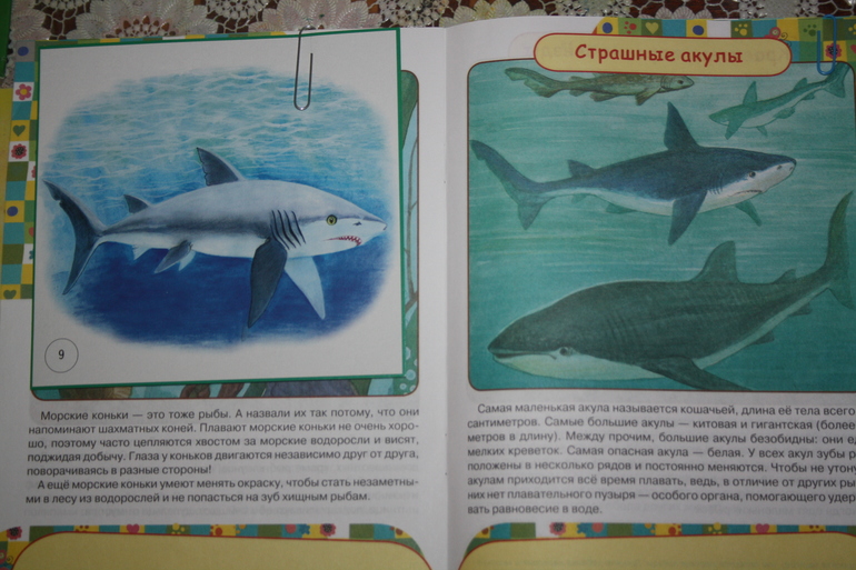 Обитатели морей и океанов. День 3.