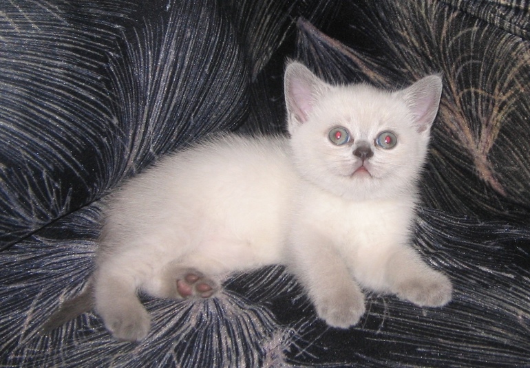 Подарите мне верёвку!