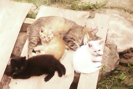 Про кошек и кота ))