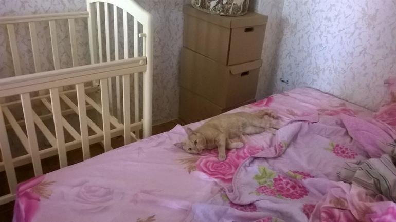 Участие некоммерческих организаций в конкурсах Участие некоммерческих организаций в конкурсах