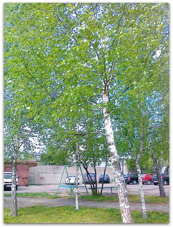 Весна глазами Любы.