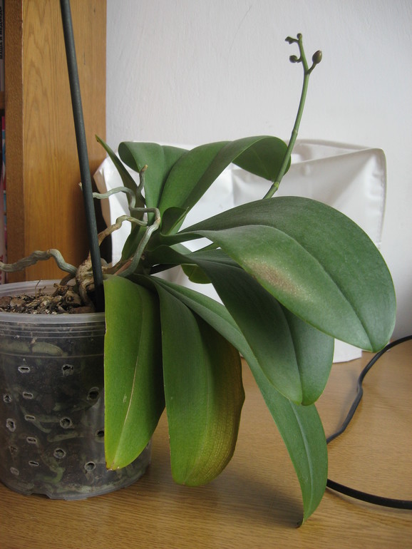 Заболела орхидейка