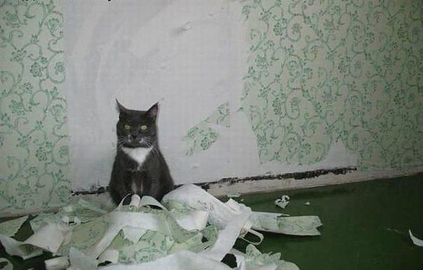 котик))