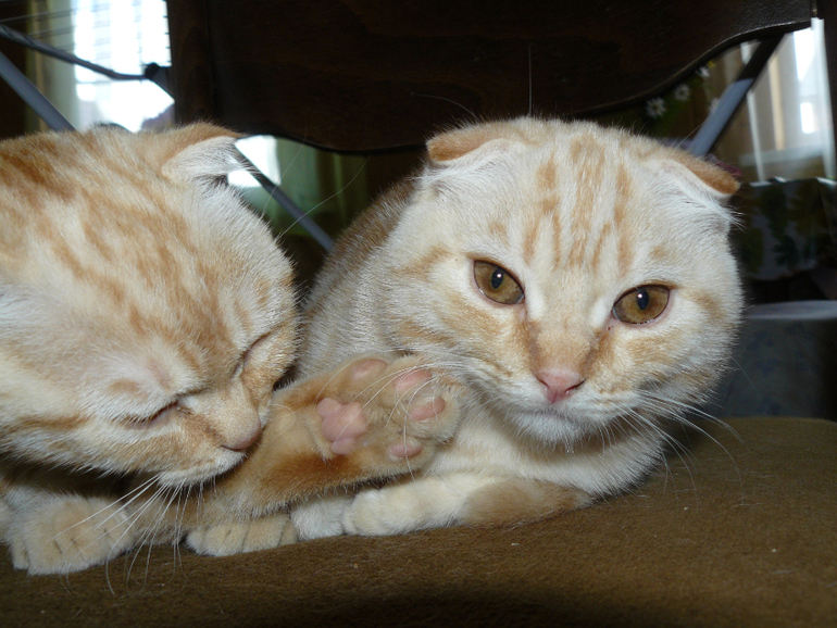 Наши "Малыши")))