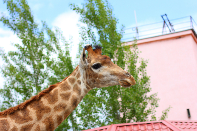 Первый раз в парке львов "Тайган"!!!!!