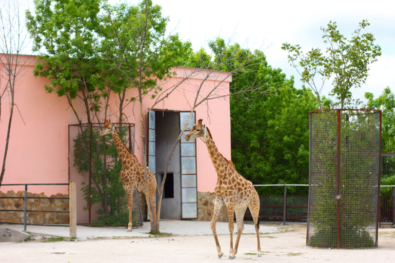 Первый раз в парке львов "Тайган"!!!!!